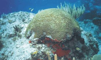 Diploria strigosa - Brain Coral