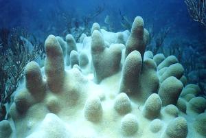 Pillar coral (Dendrogyra cylindricus)