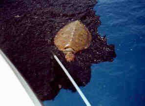 Turtle in Tar Spill