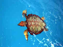 Turtle clean and swimming